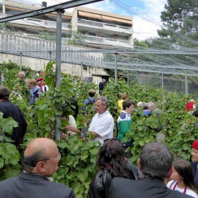 Rdc vendanges 150905 05